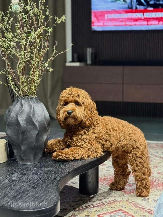 F1 Cockapoo - nuotraukos Nr. 11