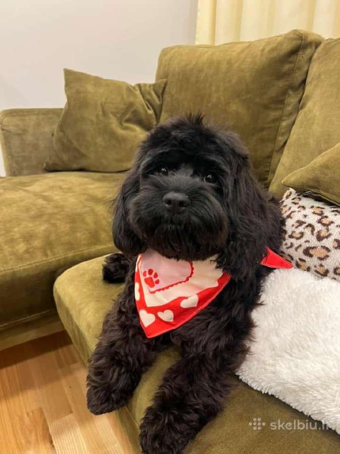 F1 Cockapoo - nuotraukos Nr. 12