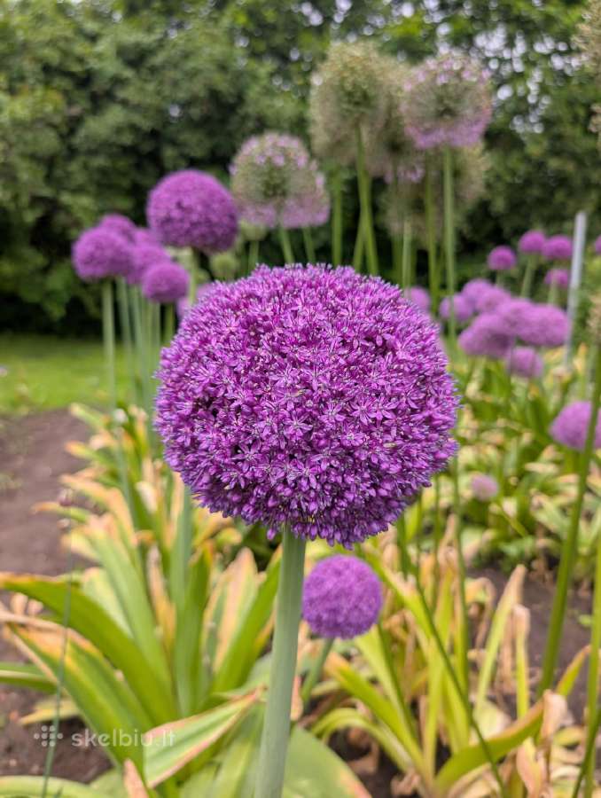 Dekoratyvinis česnakas (Lot. Allium "Ambassador") - nuotraukos Nr. 2
