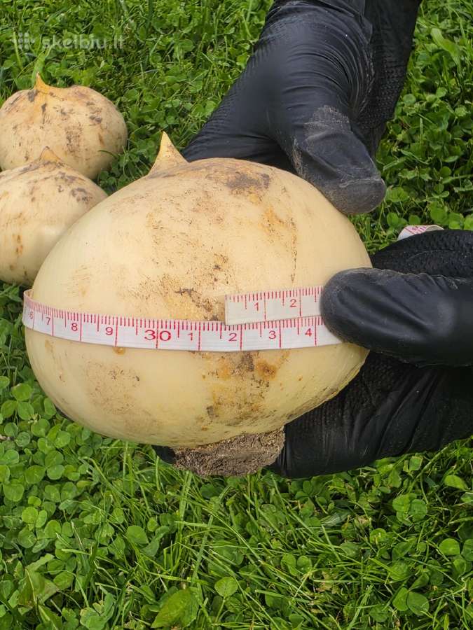Dekoratyvinis česnakas (Lot. Allium "Ambassador") - nuotraukos Nr. 3