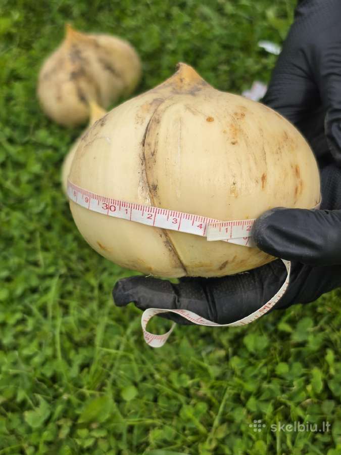Dekoratyvinis česnakas (Lot. Allium "Ambassador") - nuotraukos Nr. 5