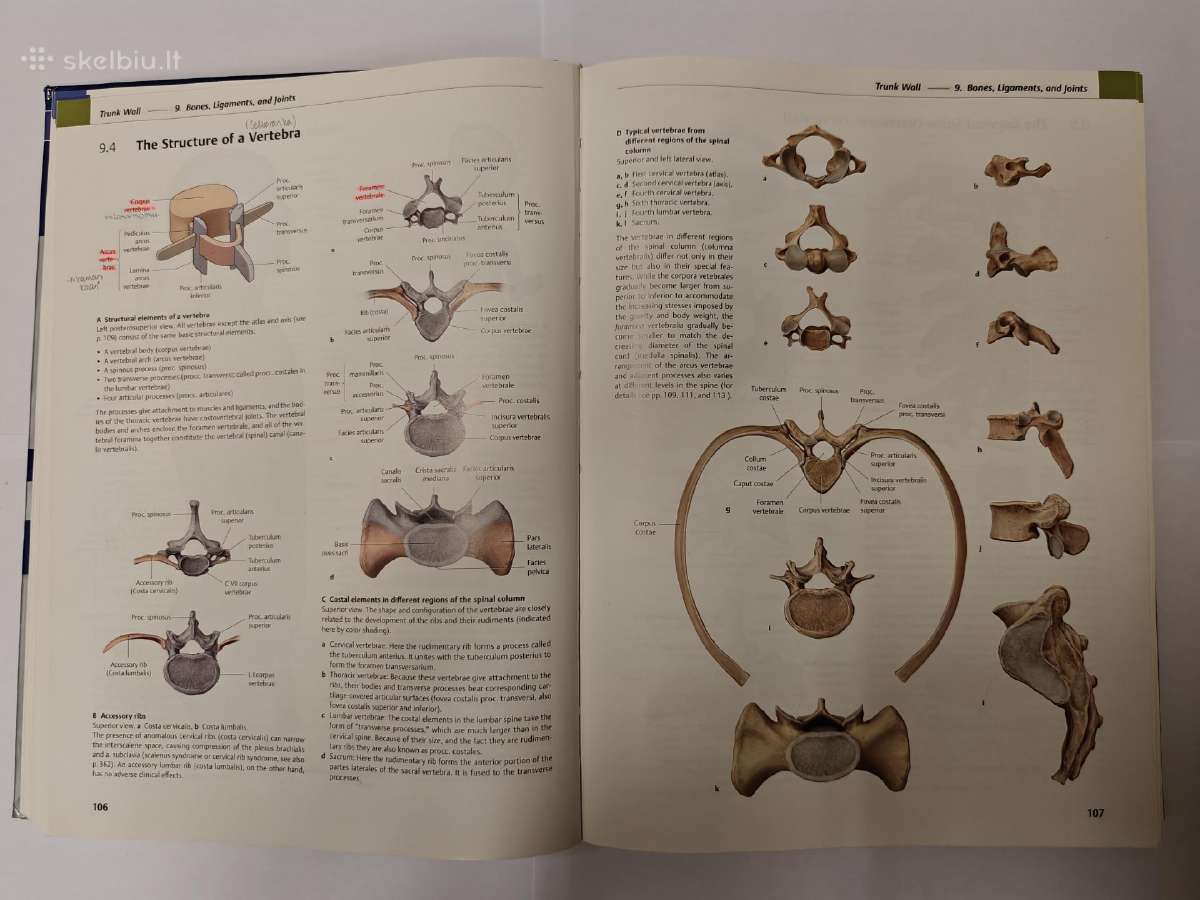 Thieme Atlas of Anatomy - nuotraukos Nr. 2