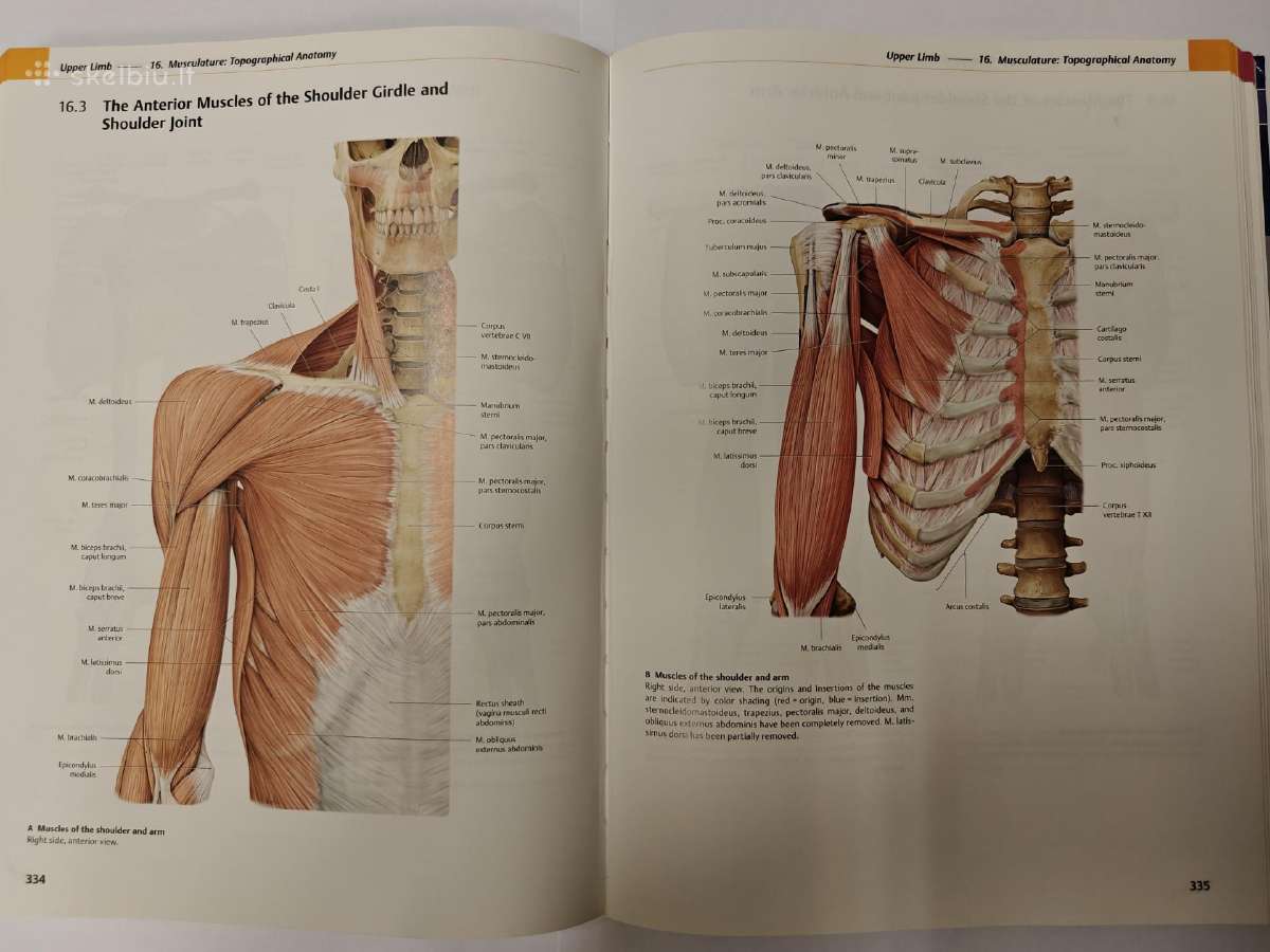 Thieme Atlas of Anatomy - nuotraukos Nr. 4