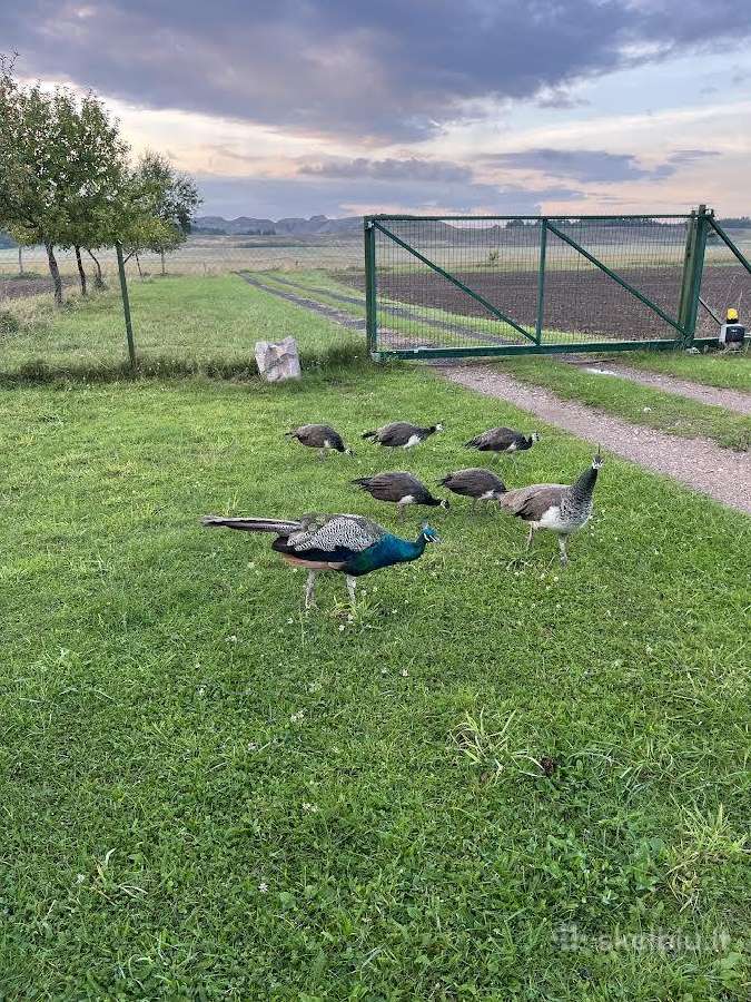 Parduodami povų jaunikliai - nuotraukos Nr. 2
