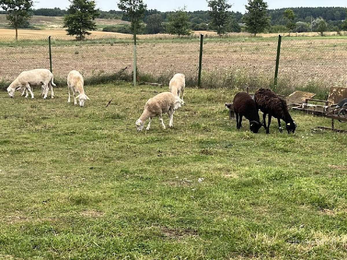 Parduodamos Dorper,easy care avelės ir avinukai - nuotraukos Nr. 2