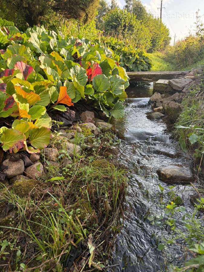 Jaukus vienkiemis - nuotraukos Nr. 23