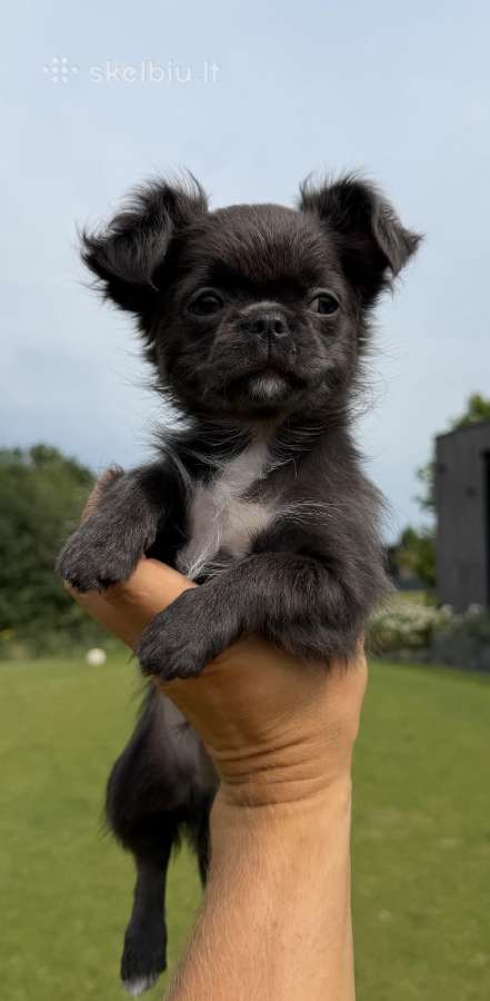 Chihuahua berniukas su dokumentais - nuotraukos Nr. 2