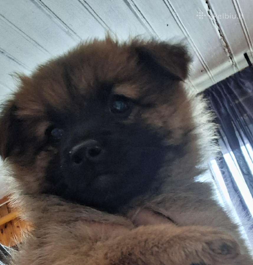 2.5mėn.jorkšyras+pekinas - nuotraukos Nr. 3