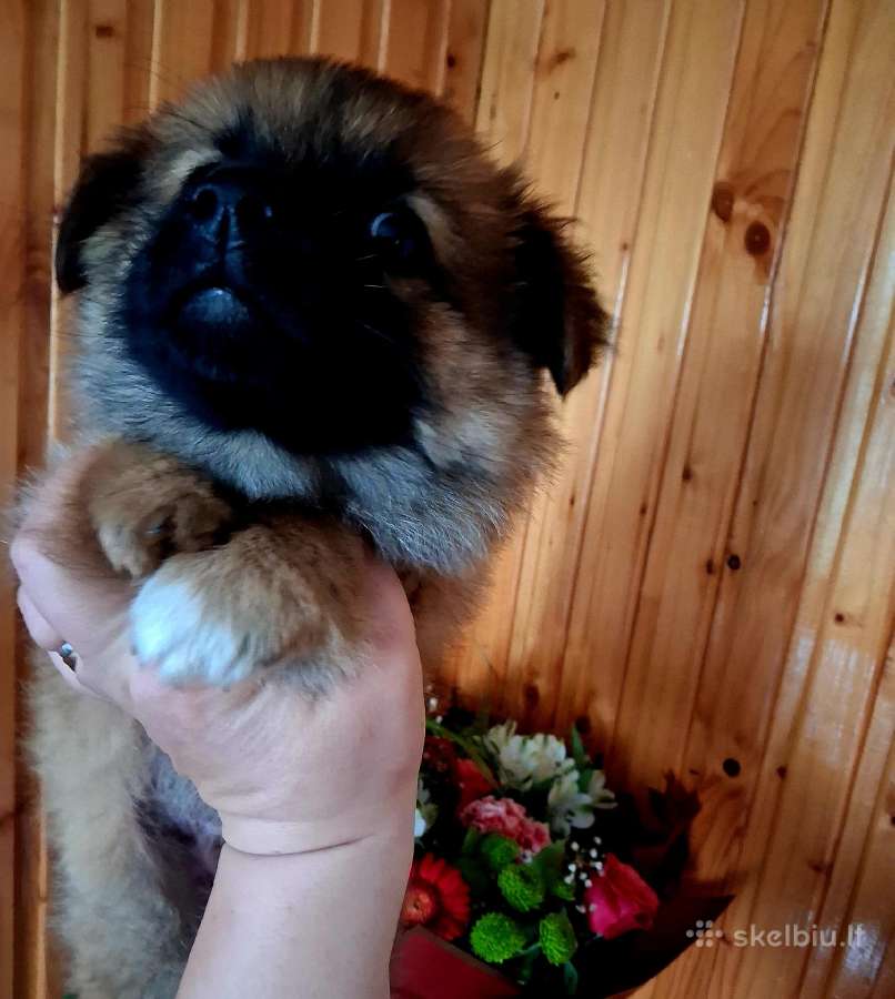 2.5mėn.jorkšyras+pekinas - nuotraukos Nr. 2