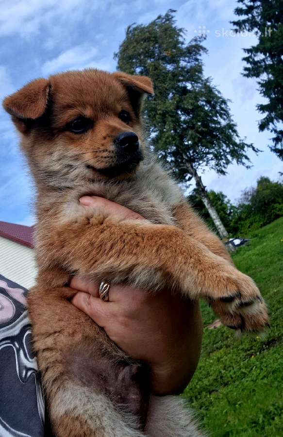 2.5mėn.jorkšyras+pekinas - nuotraukos Nr. 4