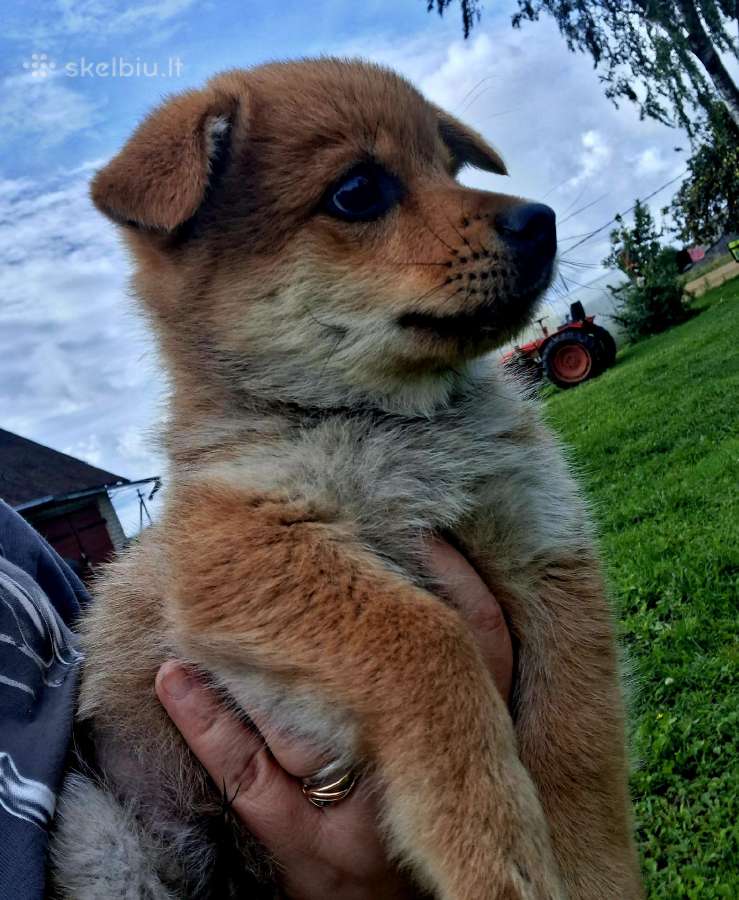 2.5mėn.jorkšyras+pekinas - nuotraukos Nr. 5