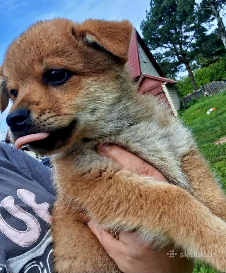 2.5mėn.jorkšyras+pekinas - nuotraukos Nr. 6