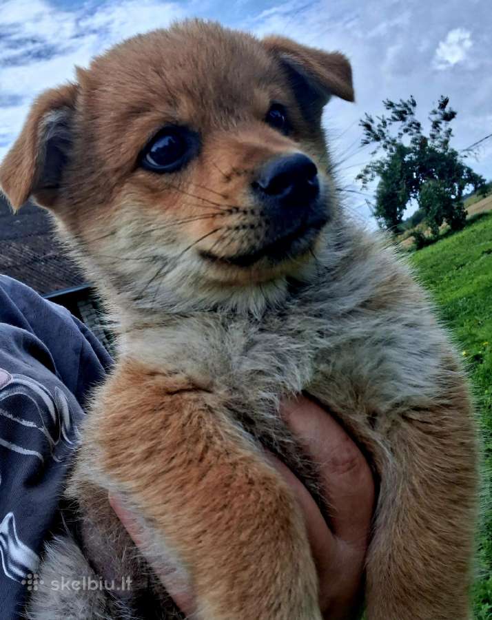 2.5mėn.jorkšyras+pekinas - nuotraukos Nr. 7