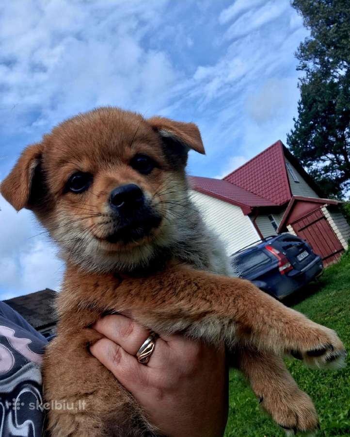 2.5mėn.jorkšyras+pekinas - nuotraukos Nr. 8