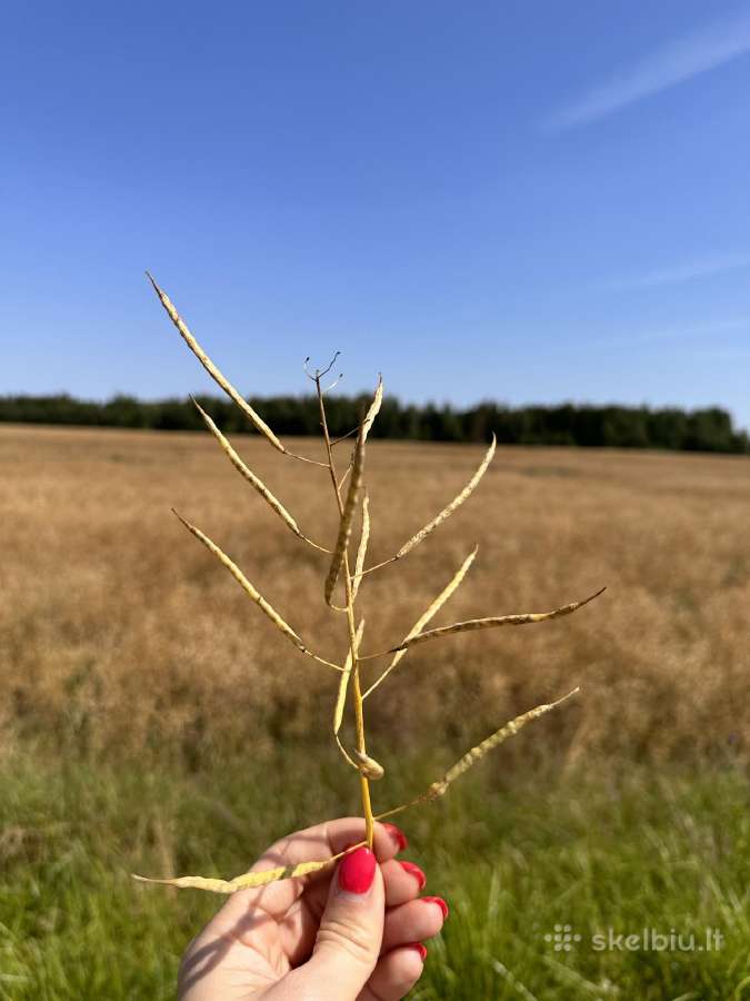 Žemė 18,46 Kauno raj. Vandžiogalos sen. Pagirių k - nuotraukos Nr. 2