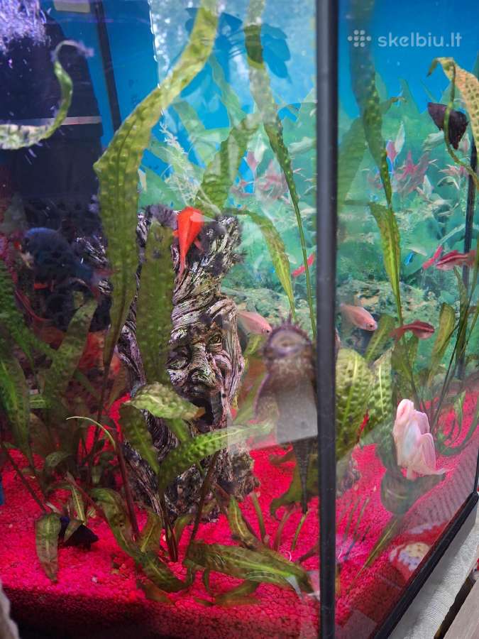 Parduodu akvariumą - nuotraukos Nr. 4