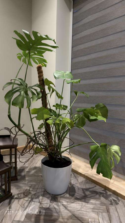 Monstera - nuotraukos Nr. 2
