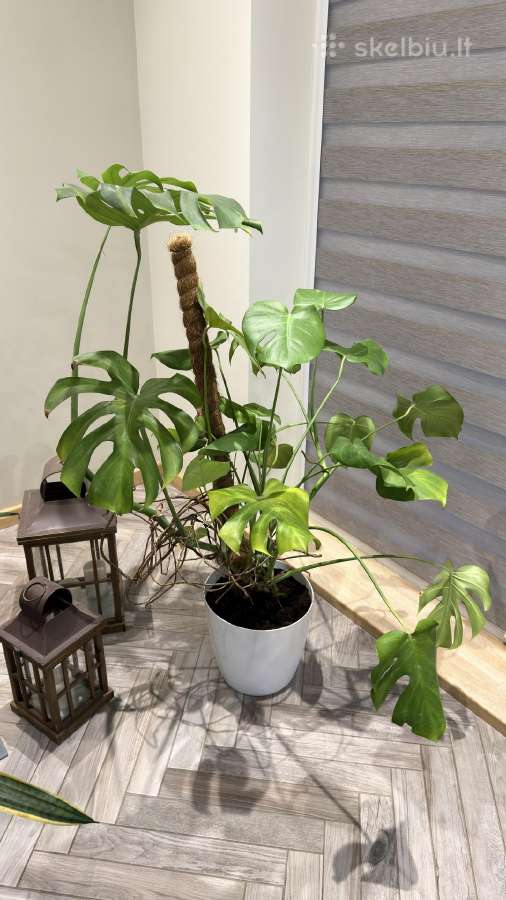 Monstera - nuotraukos Nr. 3