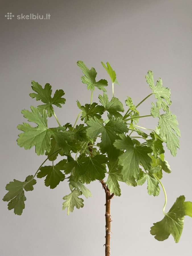 Jeronimas arba kvapnioji pelargonija - nuotraukos Nr. 2