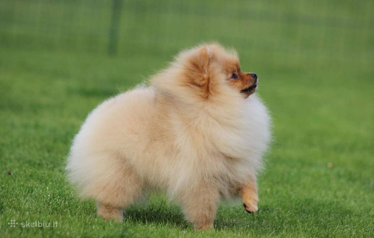 Pomeranijos špicas - nuotraukos Nr. 3