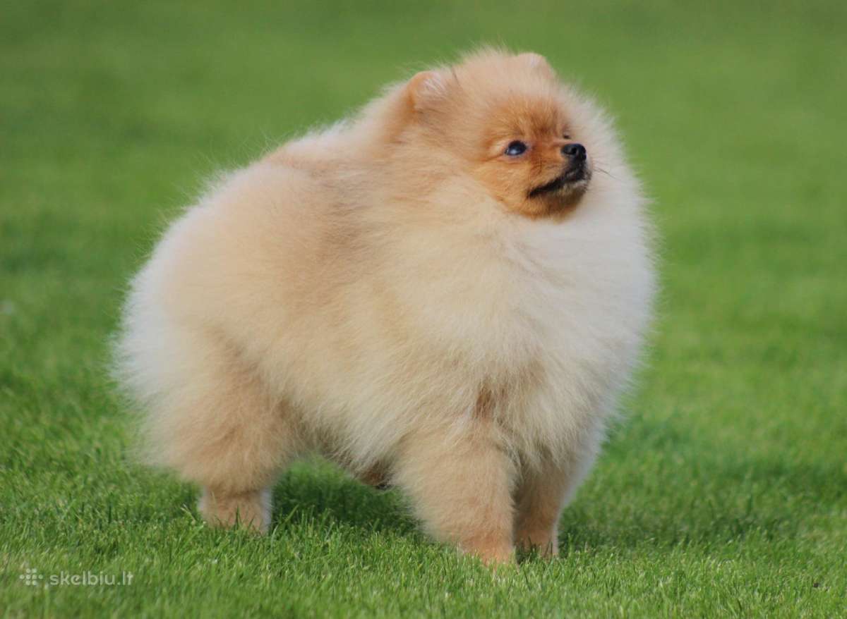 Pomeranijos špicas - nuotraukos Nr. 7
