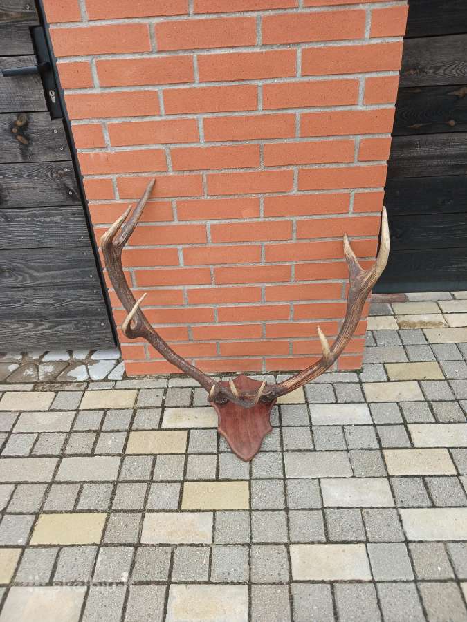 Medziokles trofejas ragai - nuotraukos Nr. 3