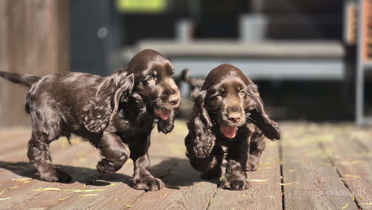 Šokoladinės spalvos Cocker spanieliaus patinukas - nuotraukos Nr. 2