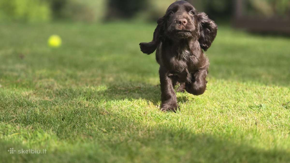 Šokoladinės spalvos Cocker spanieliaus patinukas - nuotraukos Nr. 3