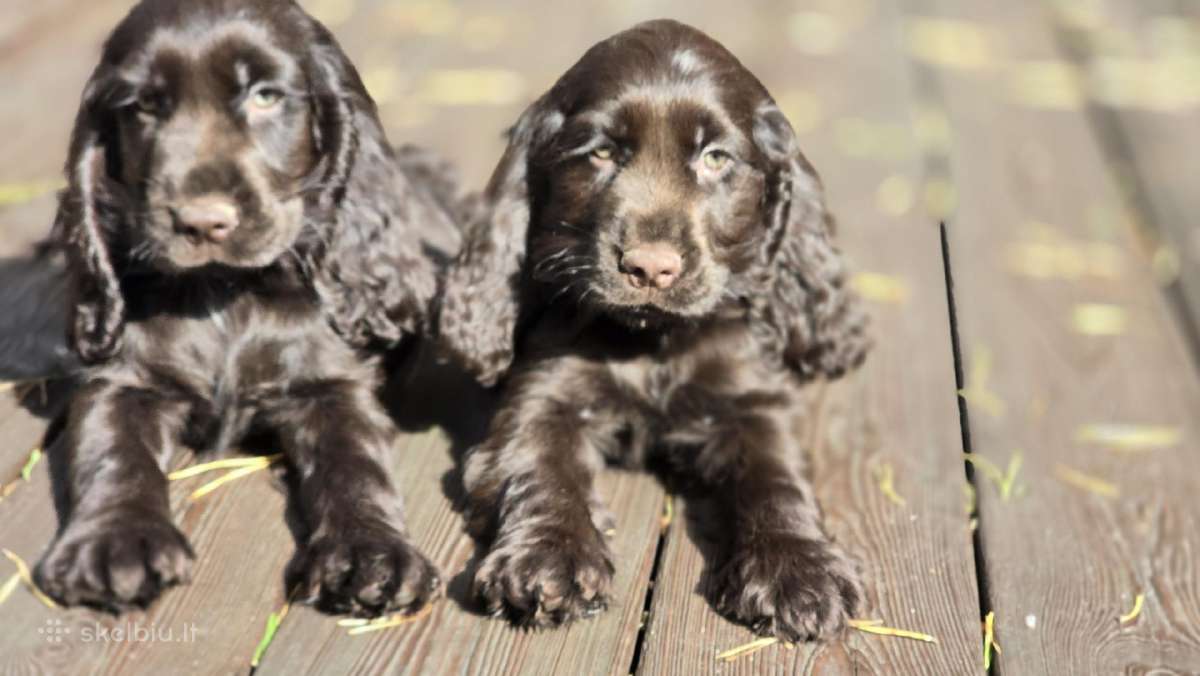 Šokoladinės spalvos Cocker spanieliaus patinukas - nuotraukos Nr. 4