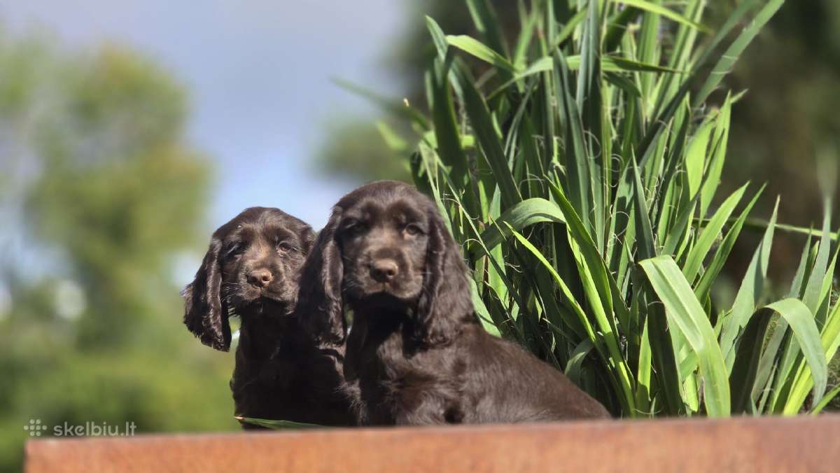 Šokoladinės spalvos Cocker spanieliaus patinukas - nuotraukos Nr. 5