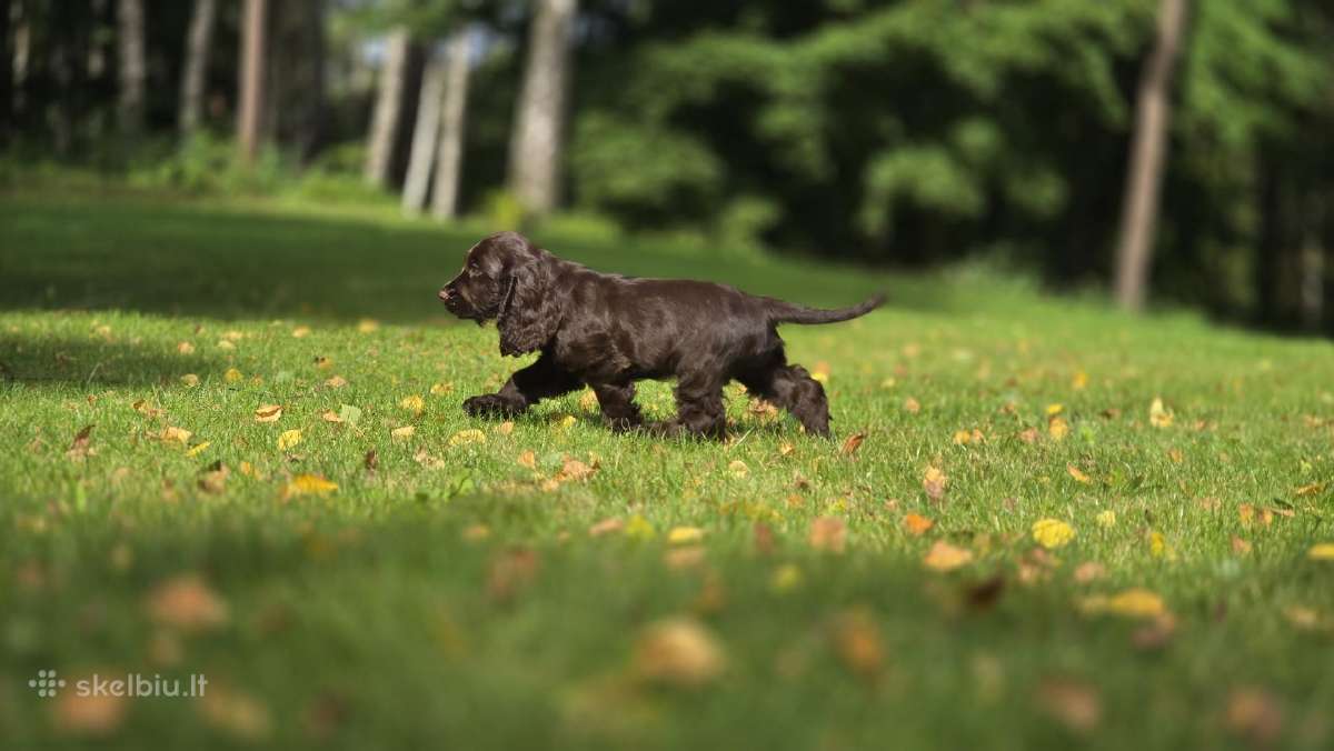 Šokoladinės spalvos Cocker spanieliaus patinukas - nuotraukos Nr. 6