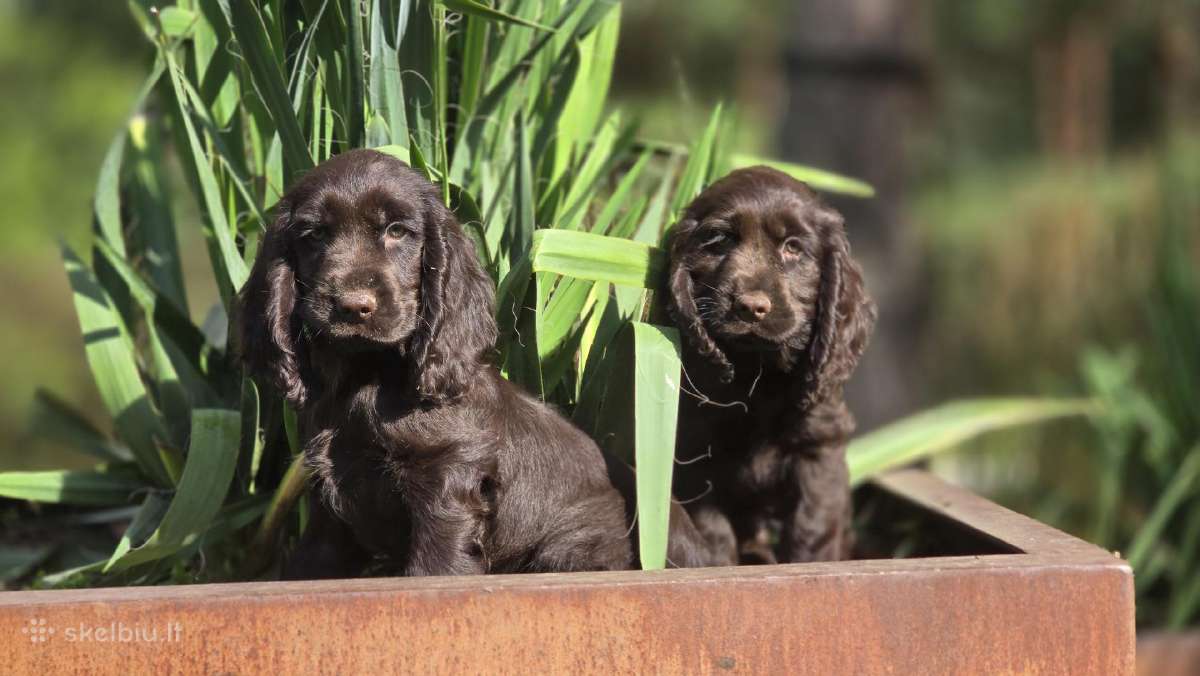 Šokoladinės spalvos Cocker spanieliaus patinukas - nuotraukos Nr. 7