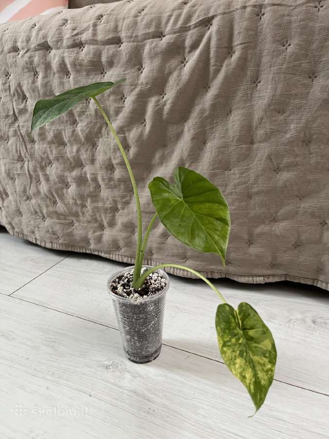 Alokazija Gageana Variegata - nuotraukos Nr. 2