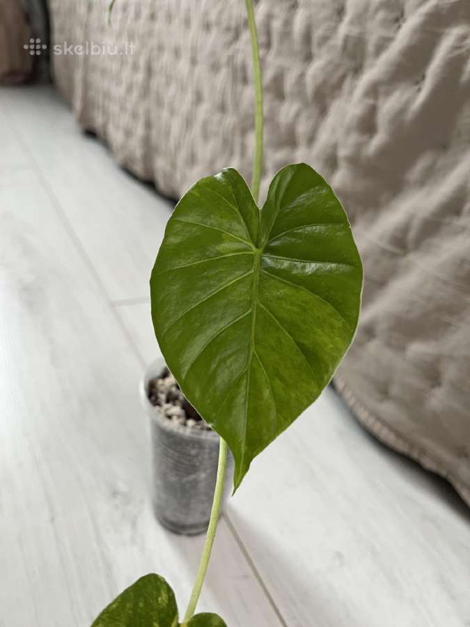 Alokazija Gageana Variegata - nuotraukos Nr. 3