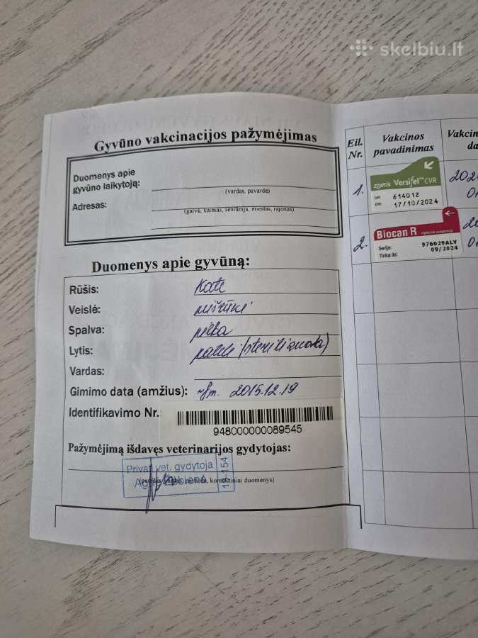 Dovanojama vyresnė katytė - nuotraukos Nr. 6