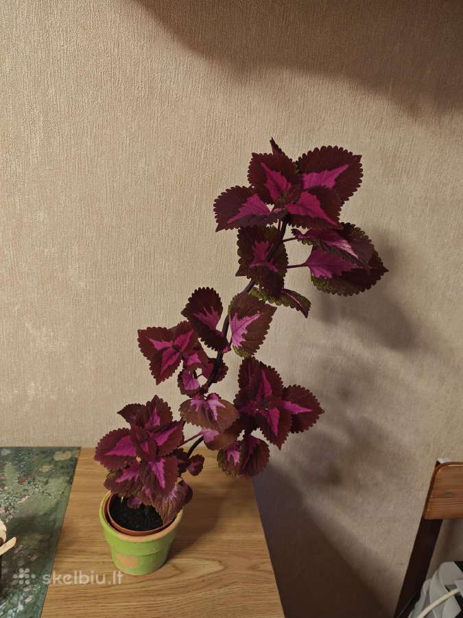 Margenis - nuotraukos Nr. 2