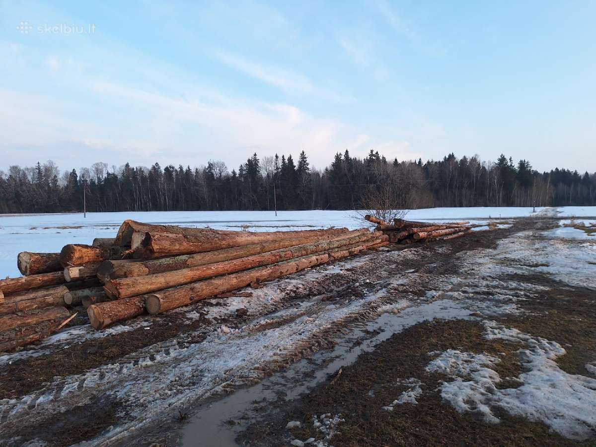 Sausuolės eglės rastau - nuotraukos Nr. 2