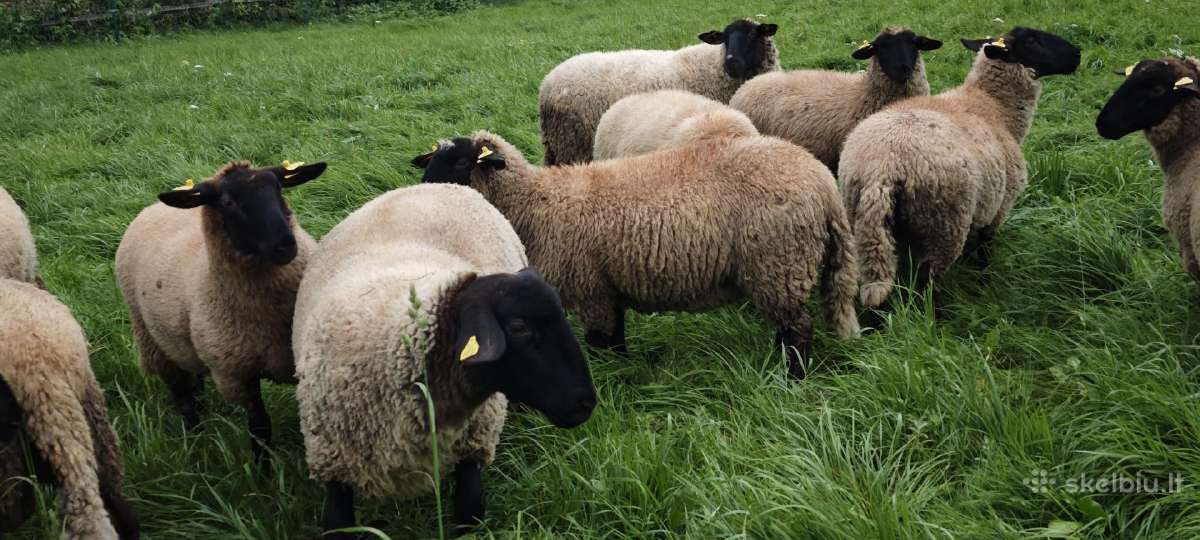 Parduodamos jaunos sufolk mišrūnės avys - nuotraukos Nr. 2