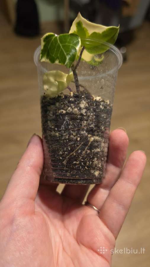 Senecio macroglossus var. - nuotraukos Nr. 2