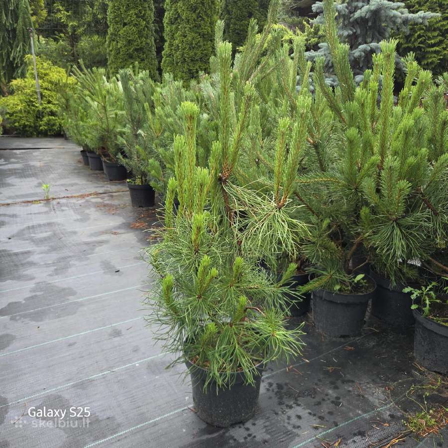 Kalninės pušys nuo 7€ - nuotraukos Nr. 4