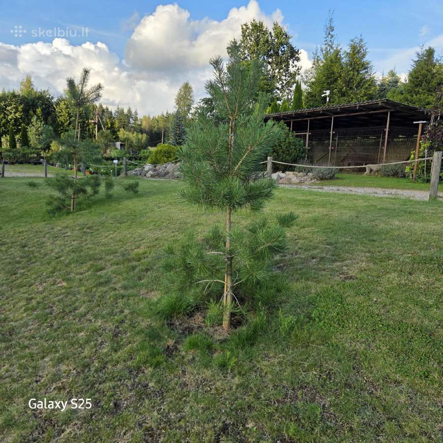 Paprastoji, Juodoji, Himalajinė pušys - nuotraukos Nr. 5