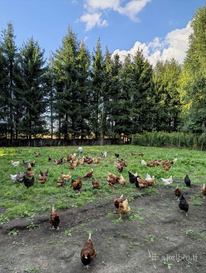 Kaimiškų, gamtoje laikomų vištų kiaušiniai - nuotraukos Nr. 6