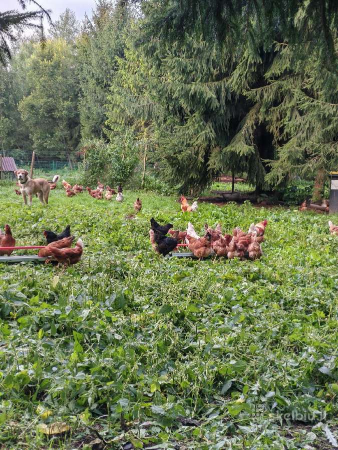 Kaimiškų, gamtoje laikomų vištų kiaušiniai - nuotraukos Nr. 7
