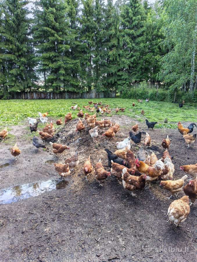 Kaimiškų, gamtoje laikomų vištų kiaušiniai - nuotraukos Nr. 8