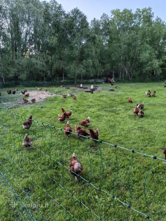 Kaimiškų, gamtoje laikomų vištų kiaušiniai - nuotraukos Nr. 10
