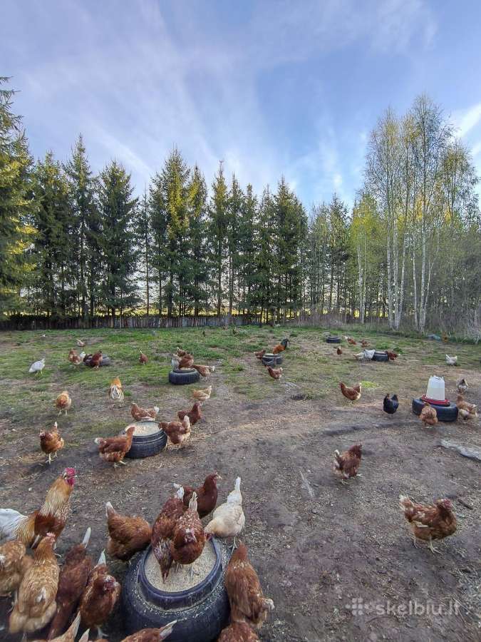 Kaimiškų, gamtoje laikomų vištų kiaušiniai - nuotraukos Nr. 12
