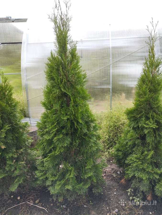 Tujos Smaragd 150-180 cm,10 - 13 eurų - nuotraukos Nr. 3