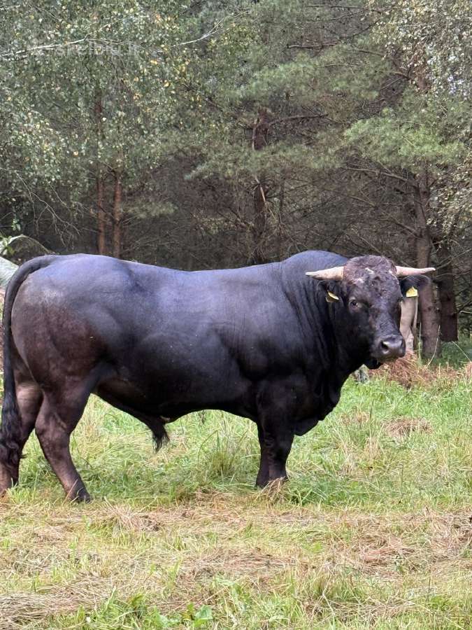 Bulius reproduktorius - nuotraukos Nr. 2