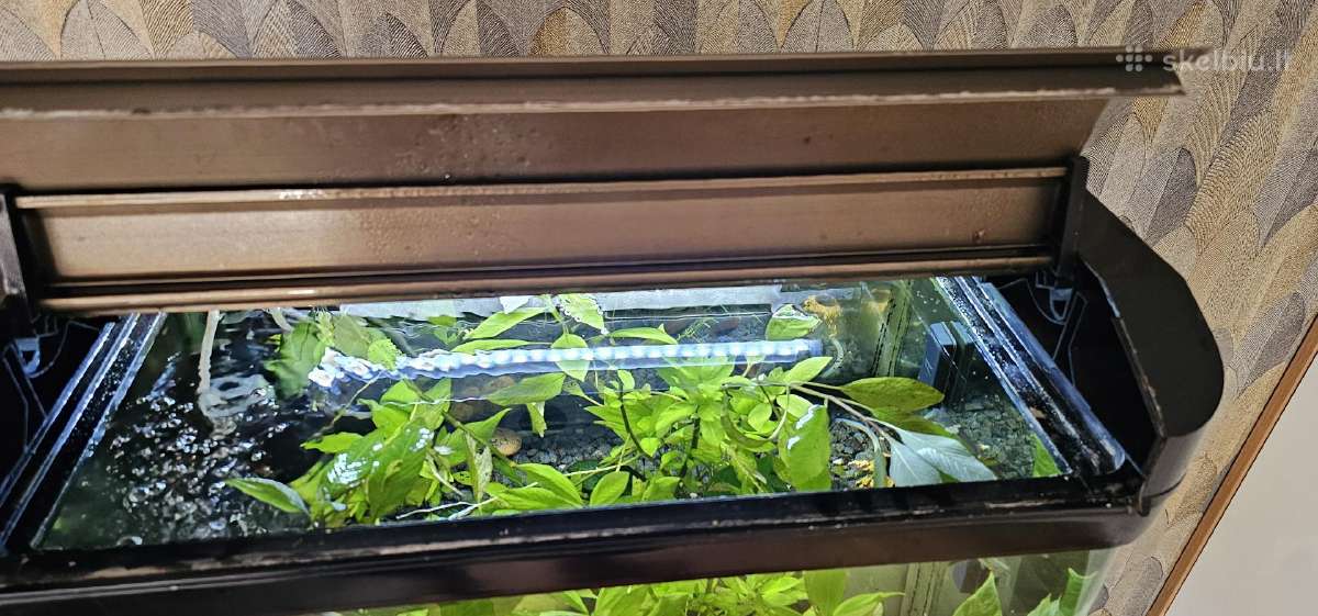 Akvariumas 80 L - nuotraukos Nr. 3