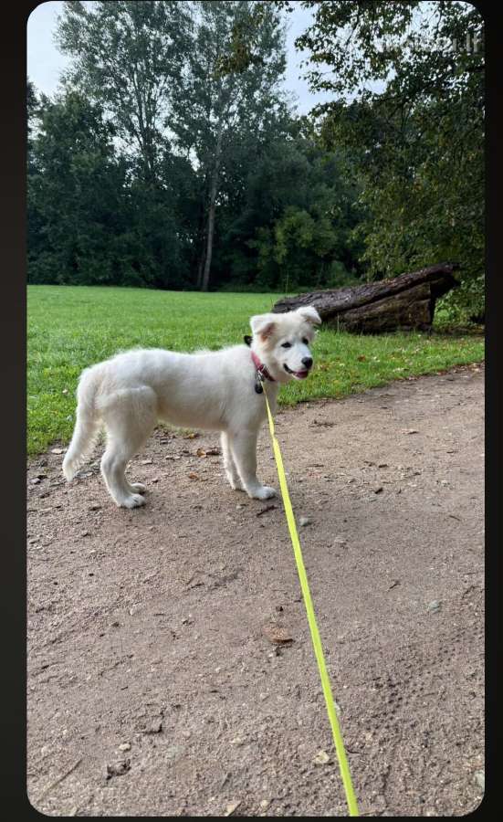Продаю щенка Бордерсем.4 месяца - nuotraukos Nr. 2